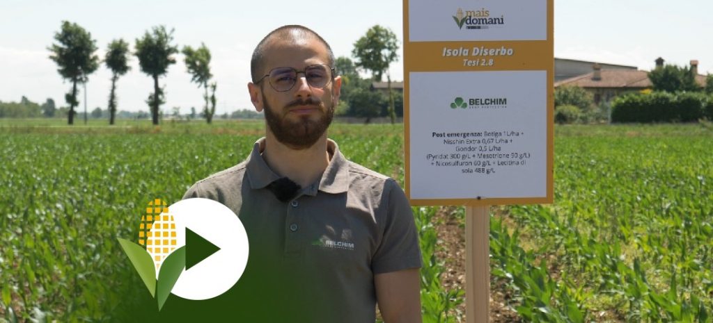 Diserbo post emergenza di Belchim
