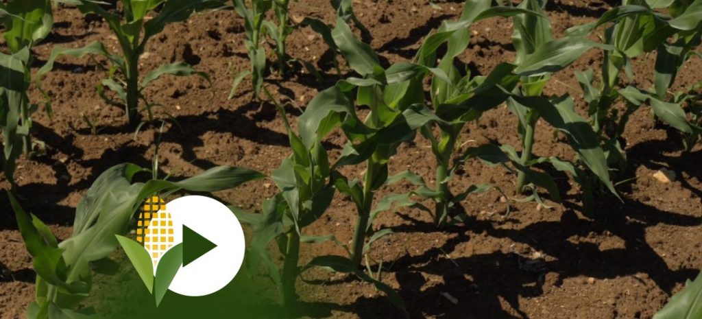I tre ibridi Syngenta