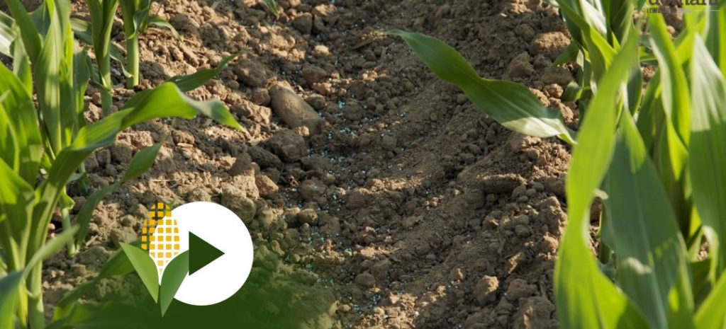 Fertilizzazione di copertura