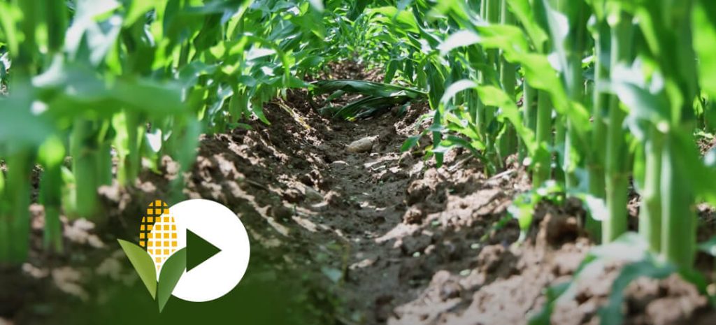 Vam Superb Fertilidea